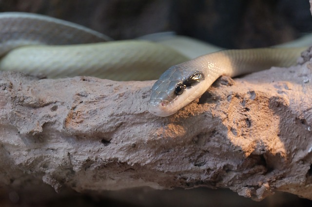 White and black snake on tree branch